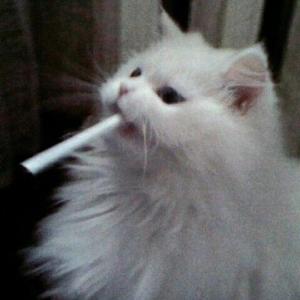 silverfox_ar
